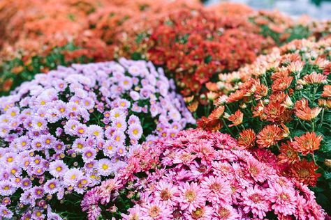 Deer Resistant Flowers, Potted Mums, Caring For Mums, Garden Mum, Late Summer Flowers, Deadheading, Fall Mums, Blueberry Bushes, Tree Pruning