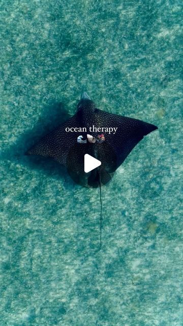 WOMEN IN OCEAN SCIENCE on Instagram: "Submission by @mermaid.kass 🧜🏼‍♀️ - The best mental clarity is ocean therapy 🌊🐠🐚🐬🪸

#oceantherapy #womeninoceanscience #therapy #oceanblue #adventure" Ocean Therapy, Ocean Science, Mental Clarity, May 21, Summer Aesthetic, Blue Ocean, Mermaid, Science, Good Things