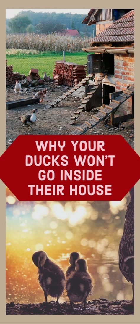 Do your ducks prefer to sleep anywhere but in the house that you have built for them? If so, you are not alone. Ducks have their own preferences regarding what constitutes a safe environment, and it may not be their house. Instead, they find other places that better suit their preferences. Natural Chicken Coop, Magical Minecraft, Duck House Diy, Barnodium Homes, Duck Feeder, Duck Enclosure, Duck House Plans, Keeping Ducks, Duck Pens