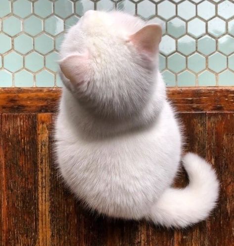 Cat Top, Top View, White Cat, White, Instagram