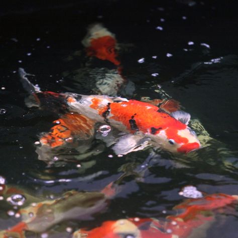 #koi #koilover #koihobby #nugkoi Shusui Koi, Beautiful Fishes, Koi Art, Forest Plants, Koi Fish Pond, Beautiful Fish, Fish Pond, Freshwater Fish, Fish Art