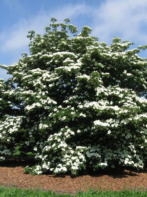 Venus® Dogwood - J. Frank Schmidt & Son Co. Venus Dogwood, Pacific Dogwood, Huge Flowers, Dogwood Tree, The Pacific, Deep Green, Schmidt, Red Flowers, Trees