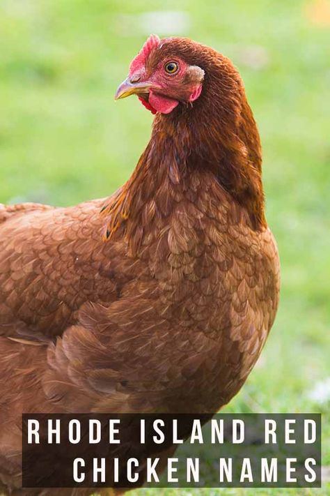 Rhode Island Blue Chicken, Rode Island Red Chicken, Rooster Names, Rhode Island Red Chickens Eggs, Blue Laced Red Wyandotte Hens, Rhode Island Red Hen, Rhode Island Red Chickens, Rhode Island Red Rooster, Red Names