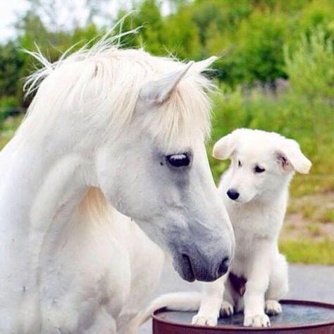 Dog Match, Brother From Another Mother, Cut Animals, Funny Horses, Most Beautiful Horses, Animals Friendship, Horses And Dogs, Unusual Animals, Cute Horses