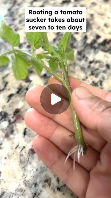 GardenHome on Instagram: "How to Easily Root Tomato Suckers to get unlimited free plants#reelsinstagram #garden #roottomato #tomatosuckers #satisfying #summergarden #instagram #freeplants #tomatoplant #rootsuckerpropagation #rootsuckers" Tomato Timer, Tomato Suckers, Tomato Plants, Free Plants, Summer Garden, Plants, Instagram