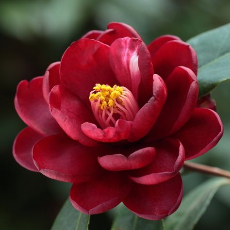 Camellia japonica 'Kuro-tsubaki' (Japan, 1829) Camelia Japonica, Săpunuri Handmade, Camellia Japonica, Blossom Garden, Camellia Flower, Japanese Flowers, Beautiful Flowers Pictures, Red Flower, Flower Beauty