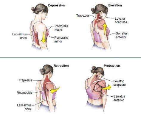 Anatomy Movement, Upper Body Stretch, Serratus Anterior, Pt School, Anatomy Notes, Upper Body Stretches, Shoulder Rehab, Anatomy Bones, Ligaments And Tendons