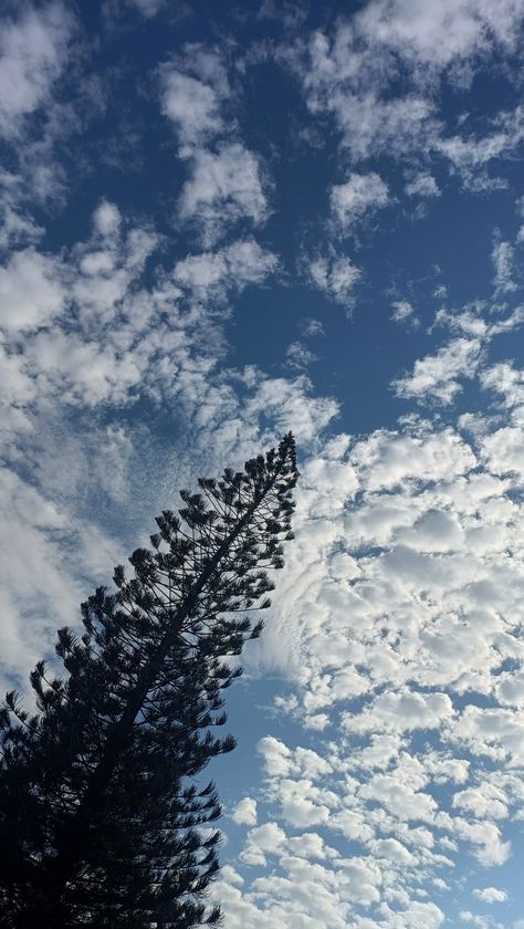 Aesthetic blue sky wallpaper, trees and clouds, payyannur college aesthetics Kannur Aesthetic, Beautiful Sky, Nature Aesthetic, Blue Sky, Blue, Quick Saves, Nature