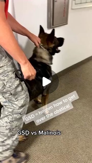 𝗞𝟵 on Instagram: "Obstacle Training 💙🐾
#thankyouforyourservice 

📷 Amyleish / tt
.
.
.
.
#k9 #k9unit #Policedog #k9training #workingdog #dogswithjobs #malinois #germanshepherd" K9 Police Dogs, Dogs With Jobs, K9 Training, K9 Unit, Malinois Dog, Police K9, Police Dog, Police Dogs, Belgian Malinois