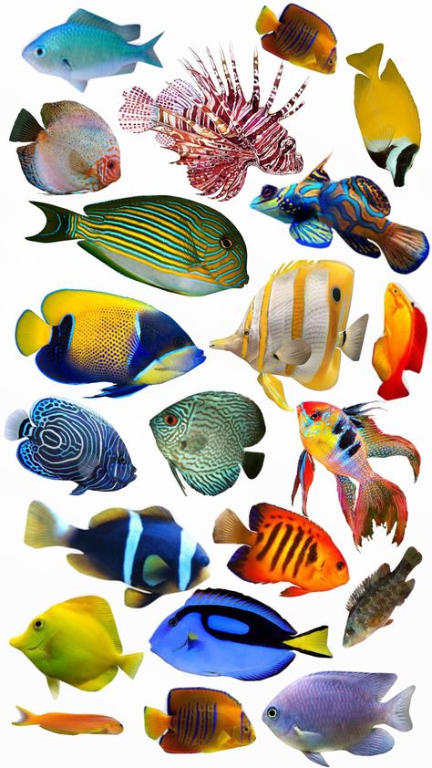 fish 🐠 #fish #wallpaper Fish Wallpaper, Fish Fish, Fish, Pins