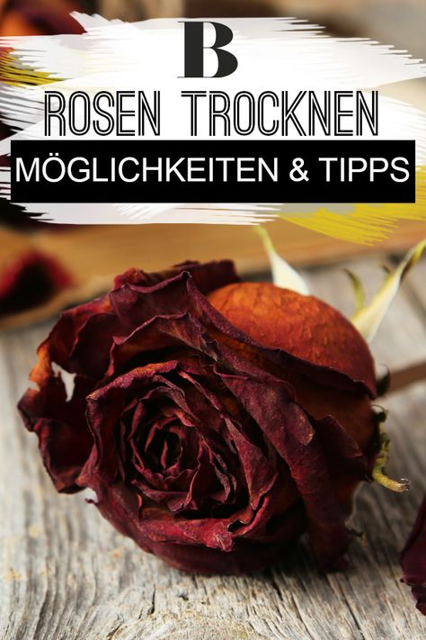 Rosen trocknen – Möglichkeiten und Tipps. Einen hübschen Rosenstrauß wollen wir nicht einfach so wegschmeißen. Wir können Rosen trocknen und unsere vier Wände damit dekorieren. Worauf wir achten müssen, erfahrt ihr hier. #deko #diy #blumen #rosen Drying Roses, Taylors Version, Balcony, Gifts, Quick Saves