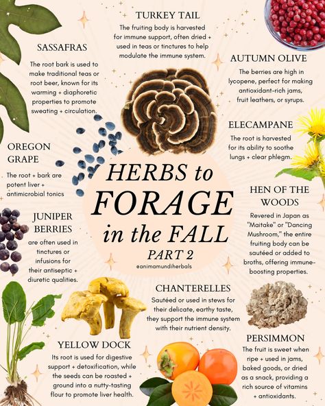 As the air turns crisp and the trees shed their leaves, fall foraging offers a unique opportunity to (re)connect with Nature and harvest some of her most powerful gifts. If you’re at a loss for where to begin, check out this mini-guide to immune-boosting mushrooms, antioxidant-rich berries, and an introduction to this season’s culinary and medicinal treasures based on where you live🍂 Want to know even more about the historical and spiritual roots of foraging, and what to look for in autumn b... Herb Foraging, Fall Foraging, Foraging Guide, Autumn Olive, Green Witchcraft, Connect With Nature, Leaves Fall, Medicinal Plants, Immune Boosting