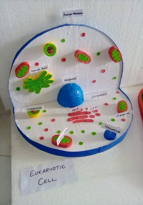 Eukaryotic Cell Model, Cell Structure Project, Plant Cell Model Project, Human Cell Structure, Biology Model, Plant Cell Project, Cell Model Project, Plant Cell Model, Bio Project