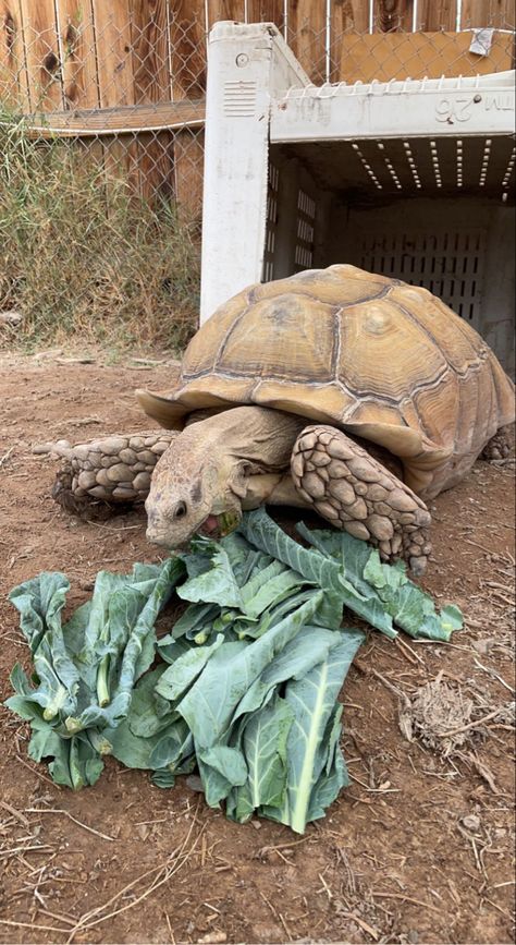 Sulcata Tortoise, Cool Pets, Special Places, Tortoise, Animals Wild, Golden Retriever, The Globe, In This Moment, Animals