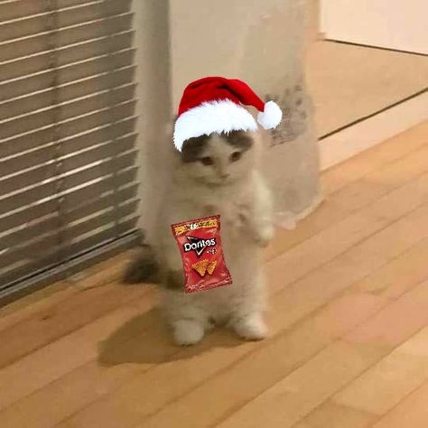 #viral #gatos #navidad #friends Pop Cat, Anime Kitten, Cat Cosplay, Cat Pfp, Image Swag, Cat Icon, Funny Animal Jokes, Anime Cat, Funny Profile Pictures