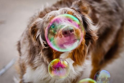 16/52 - The instant before bubble carnage. | von RocketDog1170 Photo Bubbles, Bubble Dog, Hd Photography, Baby Friends, Aussie Dogs, Wallpapers Images, Dog Biting, Pet Photography, Photoshoot Inspo