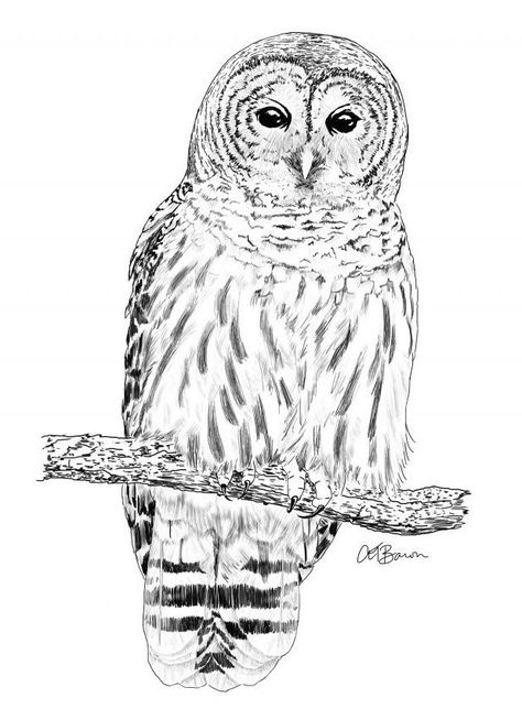 Barred Owl Illustration | A. T. Baron Barred Owl Painting, Barred Owl Drawing, Barred Owl Tattoo, Barred Owls, Hen Tattoo, Witchy Diy, Owl Coloring, Bathroom Mural, Wood Pictures