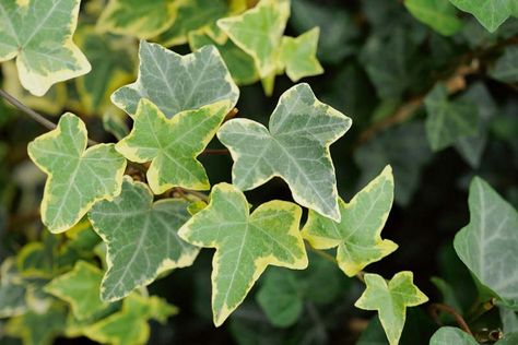 Evergreen Climbers, Ivy Cottage, Climber Plants, Evergreen Vines, Hedera Helix, Ivy Vine, English Ivy, Ivy Plants, Easy Plants