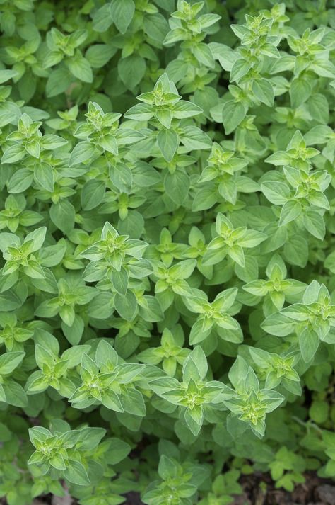 Everything You Need to Know About Growing Oregano http://antiagingsuperfruits.com/ Growing Oregano, Oregano Plant, Herb Plants, Types Of Herbs, Herb Gardening, Oregano Oil, Plants Growing, Gardening 101, Culinary Herbs