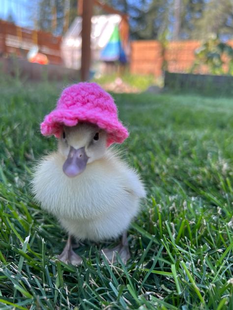 Chicks And Ducklings, Pet Duck, Duck Feed, Backyard Ducks, Duck Pins, Duck And Ducklings, Raising Ducks, Duck Pictures, Cute Ducklings