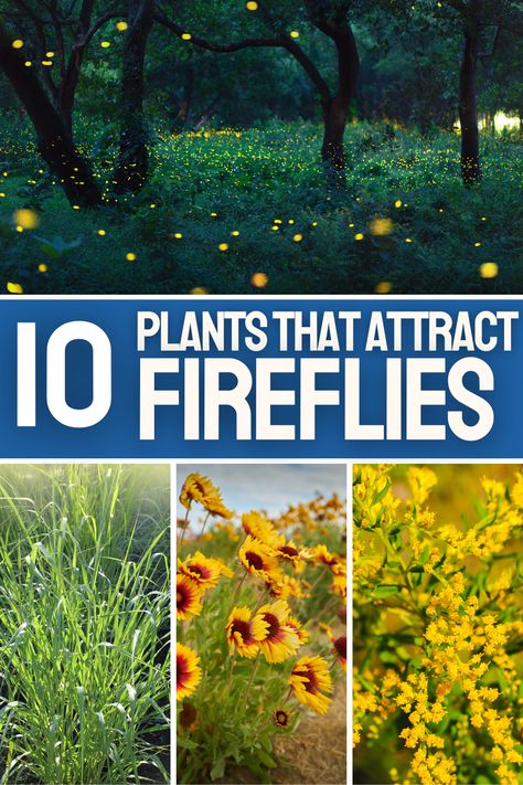 Whether you're fascinated by firefly biology or simply want to enjoy their enchanting displays in your yard, this guide provides the answers you need to attract these magical insects. #PondInformer #FireflyAttraction #GardenMagic Attract Deer To Your Yard, Firefly Habitat, Firefly Garden, Glowing Garden, Best Flowers, Moon Garden, Pollinator Garden, Magical Garden, Garden Yard Ideas