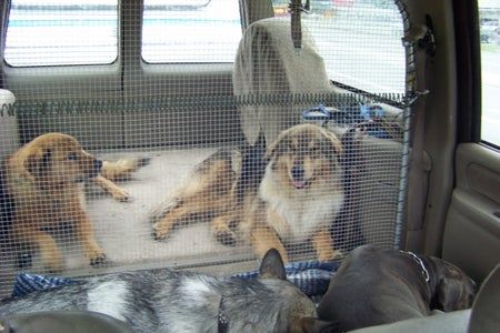 Diy Car Dog Barrier, Diy Pet Barrier For Car, Diy Dog Barrier For Car, Dog Car Barrier, Foster Dogs, Dog Barrier, Puppy Checklist, Dog Equipment, Pet Transport