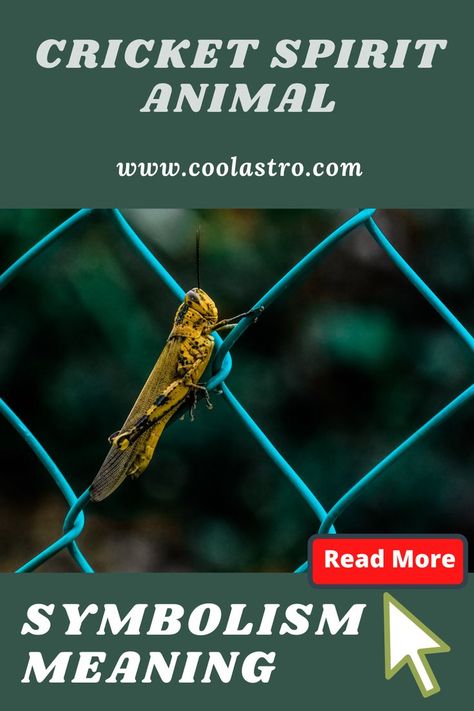 Cricket Symbolism, Spiritual Animals, About Cricket, Spirit Animal Meaning, Animal Meanings, Spiritual Animal, Animal Spirit Guides, Signs From The Universe, Animal Guides