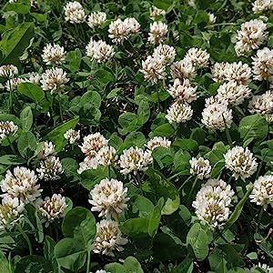 Ground Cover Lawn, White Dutch Clover, Lawn Alternative, Food Plots For Deer, Clover Seed, Food Plot, Lawn Alternatives, Chicken Garden, Erosion Control