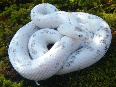 10 Beautiful Corn Snake Morphs - Reptile World Facts  Anery palmetto corn snake, a beautiful white and grey corn snake morph.   #snake #reptile #cornsnake #morphs Corn Snake Morphs, Snake Morphs, Western Hognose Snake, World Facts, Hognose Snake, Cool Snakes, Pretty Snakes, Colorful Snakes, Corn Snake