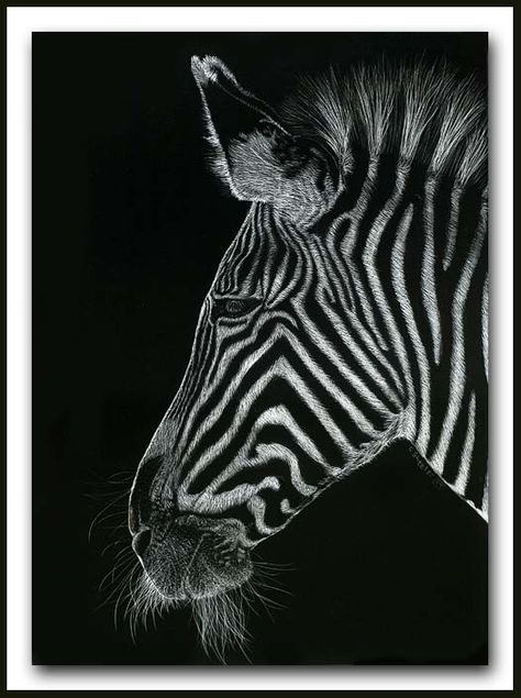 "Needing A Shave" by Cathy Sheeter 7"x5" Scratchboard of a Grevy Zebra Art Ideas Black And White, Scratch Board Art, Scratch Art Ideas, Scratchboard Animals, Scratchboard Drawings, Scratch Paper Art, Scratchboard Art, Zebra Art, Black Paper Drawing