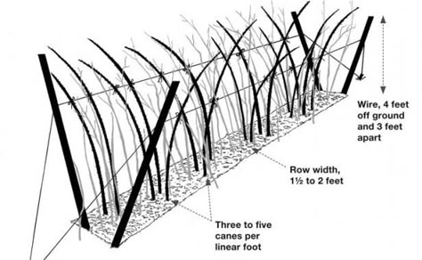 Raspberry Cane Support, How To Prune Raspberries, Staking Raspberry Bushes, How To Prune Raspberry Bushes, Raspberry Bush Trellis, Raspberry Support Ideas, Raspberry Plants Trellis, Trellis Raspberries, Raspberry Bushes Trellis