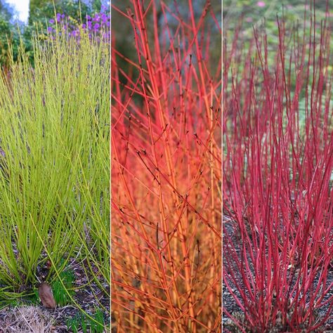 Red Twig Dogwood, Twig Dogwood, Dogwood Trees, Winter Plants, Garden Shrubs, Garden Care, Garden Layout, Colorful Garden, Garden Cottage