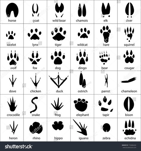 Animal, avian and reptile footprints vector. Set foot prints wild animals, illustration of black silhouette #Ad , #sponsored, #footprints#vector#Set#Animal Wild Animals Illustration, Animal Footprints, Animals Illustration, Footprint Art, Foot Print, Silhouette Illustration, Creative Poster, Creative Poster Design, Black Silhouette