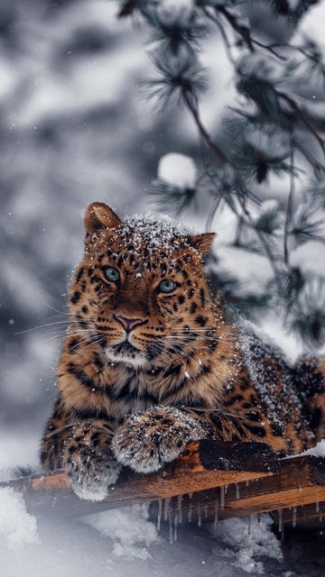 Sondre Eriksen Hensema on Instagram: "• Igor and Zino is enjoying the snowy season 🌨️🐆 #AmurLeopard #Leopard #SonyFX3 #Sony200600" Amur Leopard, Wild Animals Pictures, Exotic Cats, Big Cats Art, Pets Cute, Animal World, Animals Dogs, Animal Wildlife, Pretty Animals