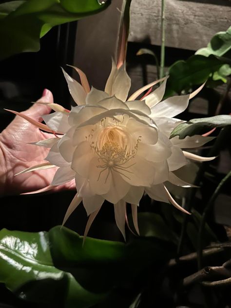 Night Blooming Cereus, Night Blooming Flowers, Blooming Cactus, Flower Meanings, Nothing But Flowers, Wonderful Flowers, Unusual Flowers, Plants Garden, Creative Gardening