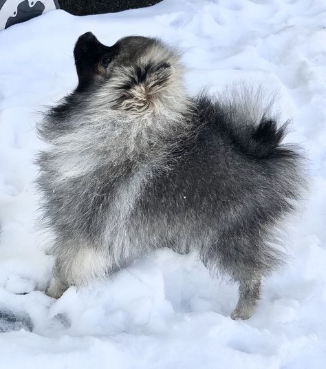 🐾 Wolf Sable Pomeranian, Animals