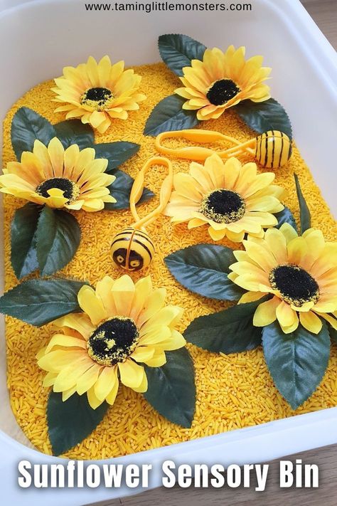 How to Make a Sunflower Sensory Bin.    This is an easy sensory activity that you can use for a Fall / Autumn theme.  Perfect for toddlers and preschoolers.    #Fall #autumn #sensory #toddler #preschool Sunflower Fine Motor Activities, Sunflower Lesson Plans, Sunflower Lesson Plan Preschool, Sunflower Theme Preschool, Sunflower Sensory Bin, Sunflower Activities For Toddlers, Sunflower Provocation, Sunflower Crafts For Toddlers, Sunflower Activities For Preschool