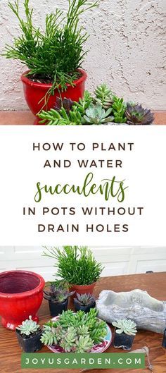 Have you ever found a pot you love that you want to plant your favorite succulent in but it doesn't have a drain hole? See how to plant & water succulents in pots with no drain holes. Here's what you need to know along with the materials used. #plant #garden #gardening #succulents #planting #gardentips #gardening101 #succulentcare #succulenttips Potting A Succulent, How To Plant Succulents, Crazy Plants, Succulent Projects, Garden Diy Hacks, Water Succulents, Succulents Care, Succulents In Pots, Succulent Outdoor