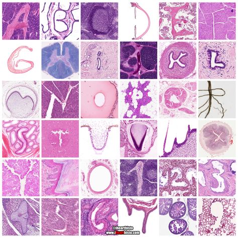 A histology blog (with a twist) 🔬 Med Drawing, Dna Artwork, Tissue Biology, Biochemistry Notes, Laboratory Medicine, Lymph Node, Labs Art, Nurse Aesthetic, Alphabet A