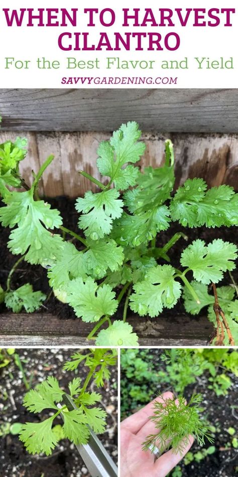 How to Harvest Cilantro: A step-by-step guide for better yields. If you love herb gardening like me this post can help you along your way if you are growing cilantro. Harvesting cilantro correctly is important and you can gain more from your cilantro plants with these gardening tips. With this planting guide to Cilantro, you can find out when to plant and the best conditions. from seed to harvest. How To Harvest Parsley, Harvesting Cilantro, Harvest Cilantro, How To Harvest Cilantro, Cilantro Plant, Cilantro Seeds, Growing Cilantro, Growing Vegetables In Pots, Planting Garlic