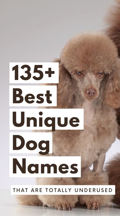 Looking for cool dog names? Then you're going to LOVE this round-up of our fav dog name ideas that are TOO GOOD to miss! Whether you've got a girl dog or are looking for cute dog names for boys, these are our very fav picks! Cool Dog Names, Dogs Names List, Cute Dog Names, Dog Name Ideas, Boy Dog Names, Best Dog Names, Cute Names For Dogs, Names List, Names For Boys