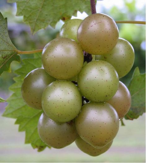 Guide from NCSU on propagating muscadine grape vines Muscadine Vine, Growing Wine Grapes, Muscadine Grapes, Muscadine Wine, Grape Arbor, Garden Vines, Fall Garden Vegetables, Growing Grapes, Sweet Home Alabama