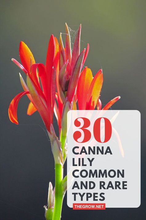 Canna lilies are a showstopper in any garden. Their bright, exotic foliage and flowers bring a tropical flair to summer gardens. But did you know that there are a wide variety of Canna lilies? Canna Lily Landscaping Ideas, Canna Lily Landscaping, Canna Lily Garden, Lily Varieties, Canna Flower, Canna Lilies, Island Flowers, Summer Gardens, Canna Lily