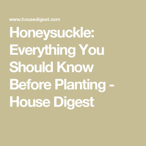 Honeysuckle: Everything You Should Know Before Planting - House Digest How To Propagate Honeysuckle From Cuttings, Things To Do With Honeysuckle, Grow Honeysuckle, Honeysuckle Weeks, Honeysuckle Berries, Honeysuckle Essential Oil, Honeysuckle Plant, Honeysuckle Vine, Increase Heart Rate