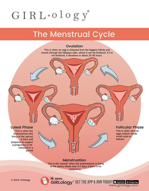 Menstrual Cycle Phases | Tampax® Cycle Phases, Menstrual Cycle Phases, Menstruation Cycle, The Menstrual Cycle, 12 Minute Workout, Progesterone Levels, Menstrual Health, Fallopian Tubes, Women Health Care