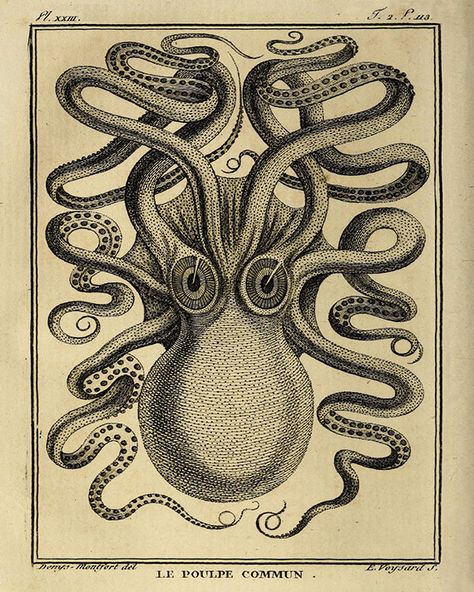 Octopus art print old prints Nautical art print Ocean Decor Natural History Victorian art antique prints nature print Modern vintage decor Kraken Sea Monster, Marine Poster, Octopus Art Print, Vintage Octopus, Octopus Print, Octopus Tattoo, Octopus Art, Nautical Art, Scientific Illustration