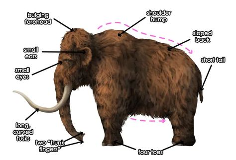 Woolly Mammoth – Education Outdoors Ancient Civilizations Projects, Bird Skull Tattoo, Extinct Mammals, How To Draw Animals, Woolly Mammoth, Illustration Tutorial, Kids Book Series, Rock Sculpture, Draw Animals