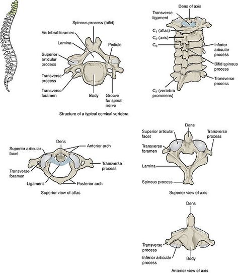 What is the Difference Between Typical and Atypical Vertebrae - Pediaa.Com Cervical Vertebrae Drawing, Typical Vertebra Anatomy, Vertebral Column Drawing, Cervical Vertebrae Anatomy, Vertebral Column Anatomy, Cervical Spine Anatomy, Axis Vertebra, Vertebrae Anatomy, Nerve Structure