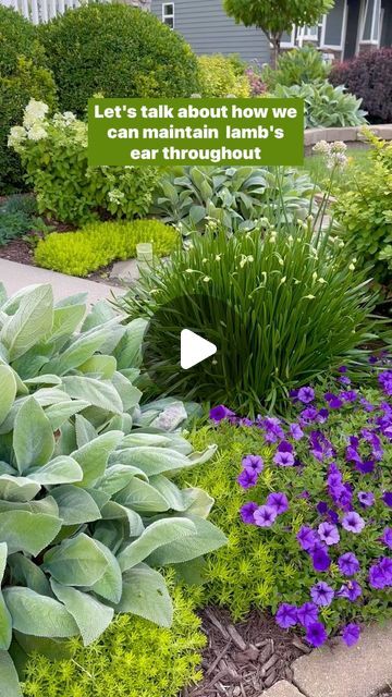 Joy in the Garden 🌸Joyce Merschman Ludlow on Instagram: "Lamb’s Ear has a lovely blue hue with a soft beautiful texture. It’s one of my favorite plants in the garden. I prefer the Helen Von Stein variety because of the beautiful rosette shape.   Lamb’s Ear look better with a little maintenance here and there throughout the season to make sure they stay tidy looking and so they don’t crowd other plants. They grow fast so staying on top of their growth may be needed (unless you want it to be a ground cover and spread fast - if so, you’ll love it and won’t have to do a thing). I have six lamb’s ear just in this front yard garden. I have about 20 in my entire yard, so clearly it’s one of my favorites. I plant it in full sun, part sun, and even in areas with only dappled sun. It’s easy to plan Lamb’s Ear Landscaping, Helen Von Stein Lambs Ear, Lambs Ear Garden, Lambs Ear Landscaping, Lambs Ear Plant, Lambs Ears, Lambs Ear, Front Yard Garden, Outdoor Inspirations