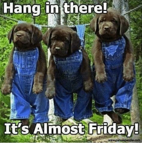 Almost Friday Meme, Funny Thursday Quotes, Thursday Meme, Friday Jr, Tomorrow Is Friday, Minion Gif, Thursday Humor, Good Morning Happy Thursday, Weekend Is Coming